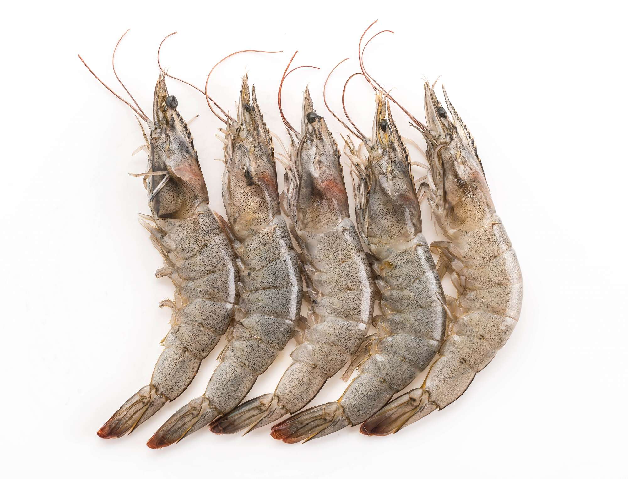 PRAWNS SMALL